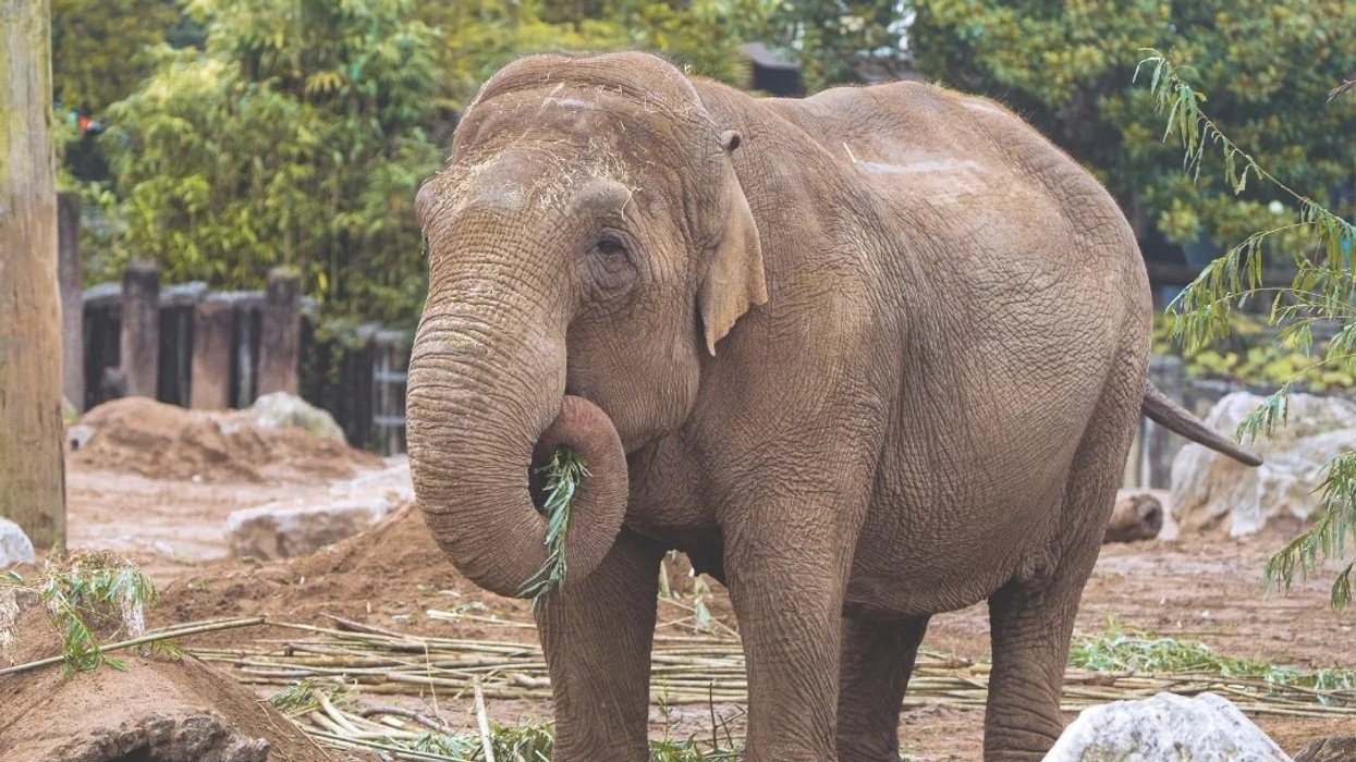 chester zoo elephant