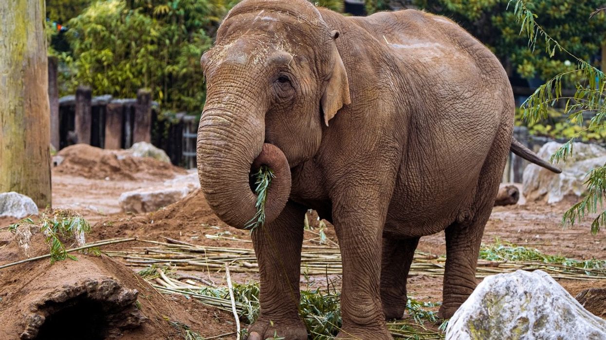 chester zoo elephant