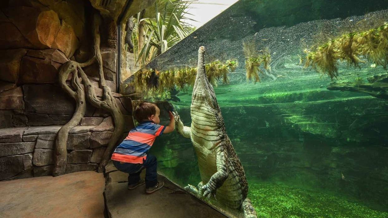 chester-zoo-frankie-the-sunda-gharial-crocodile a