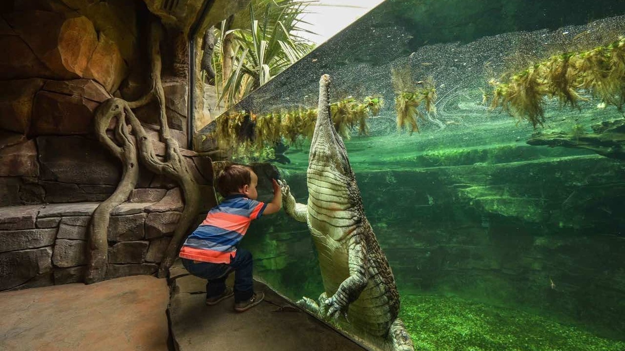 chester-zoo-frankie-the-sunda-gharial-crocodile a