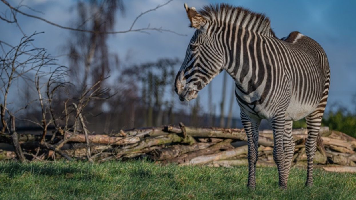chester zoo heart of africa