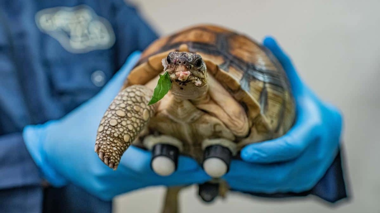 chester zoo hope tortoise
