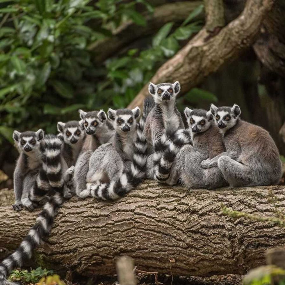 Chester Zoo, Lemurs