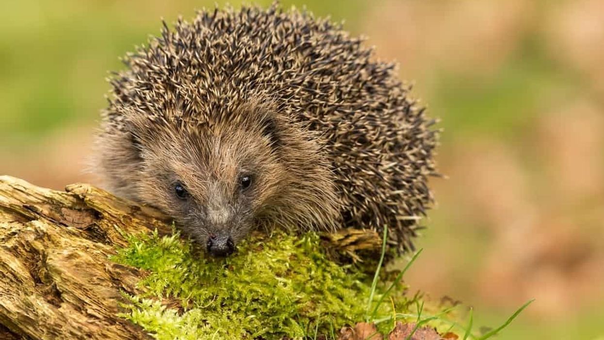 chester zoo nature corridor