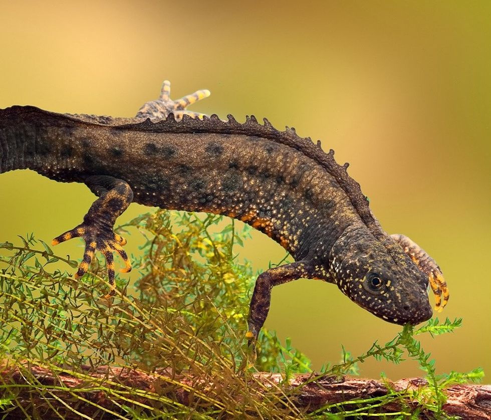 chester zoo networks for nature