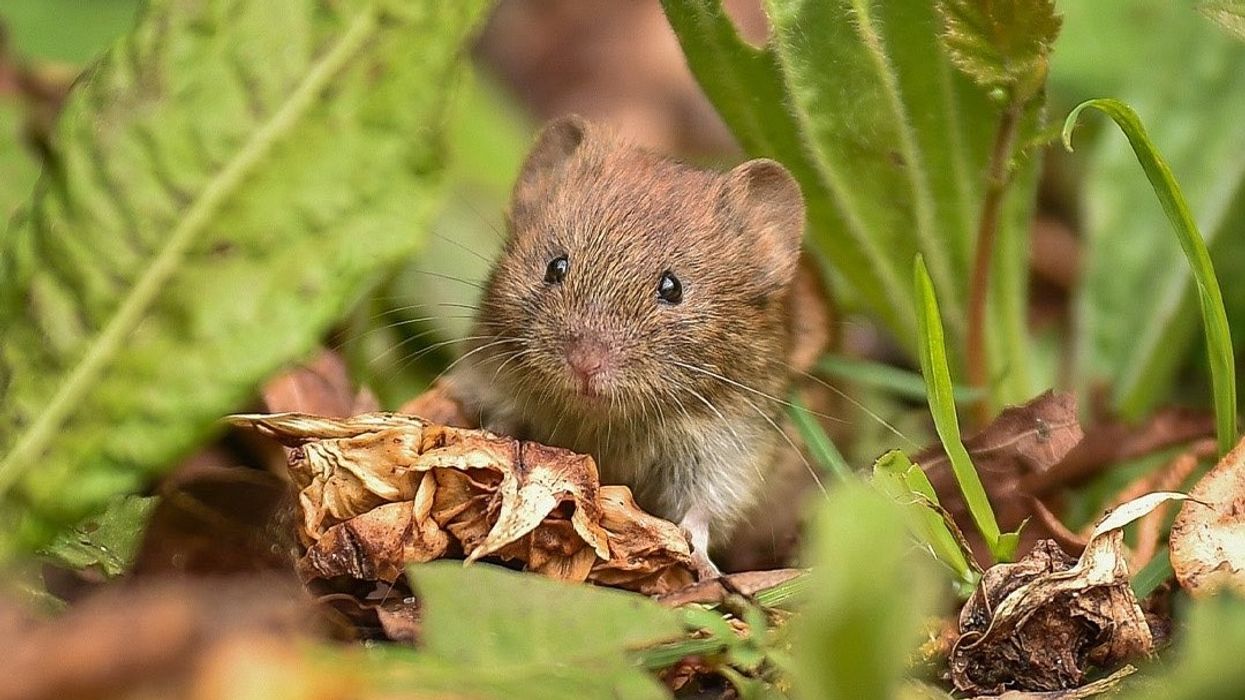 chester zoo networks for nature