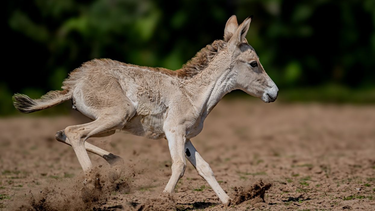 chester zoo onager foal