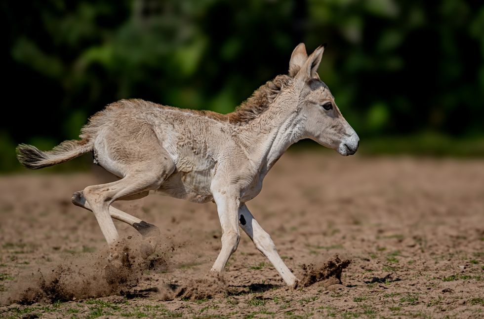 chester zoo onager foal