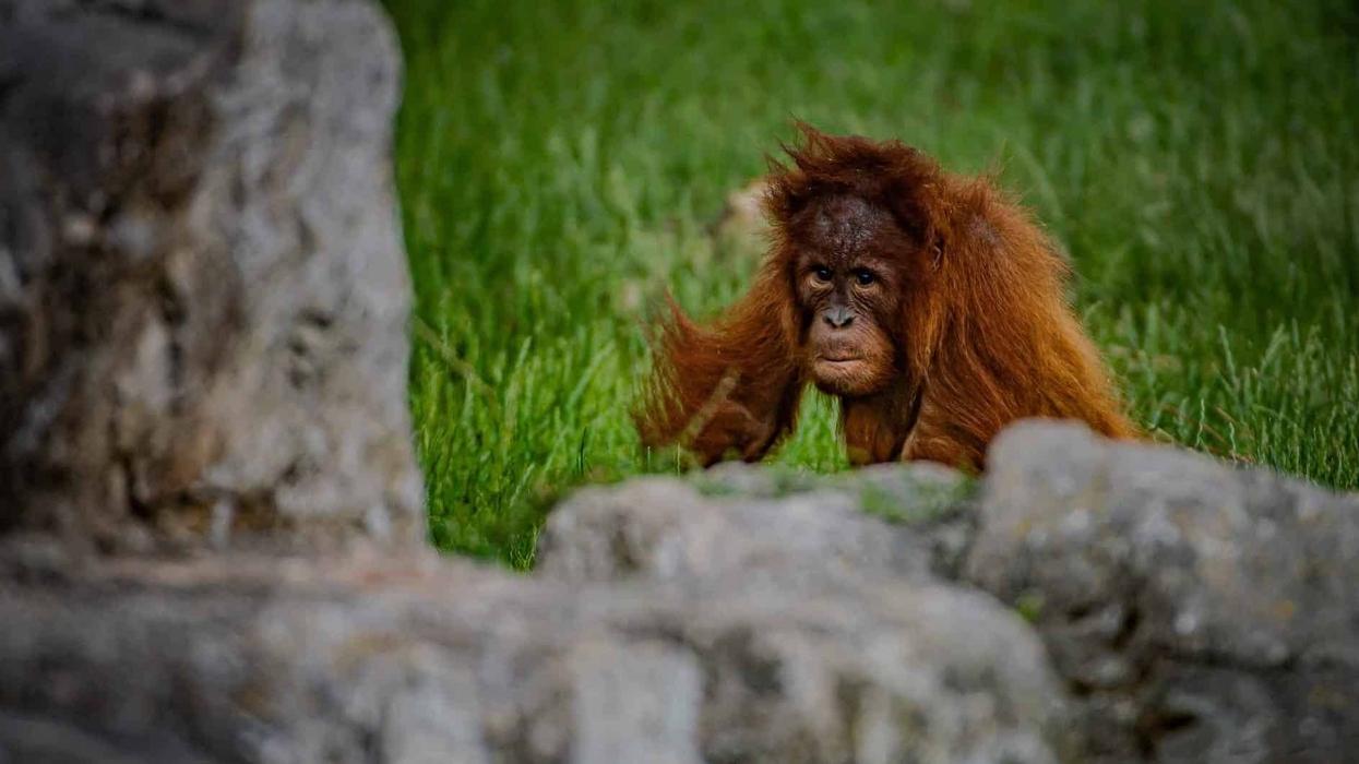 chester-zoo-orangutan- Top zoos and aquariums europe