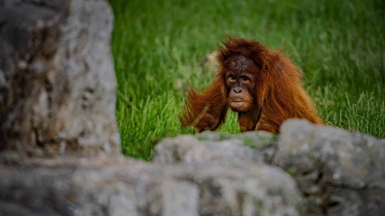 chester-zoo-orangutan- Top zoos and aquariums europe