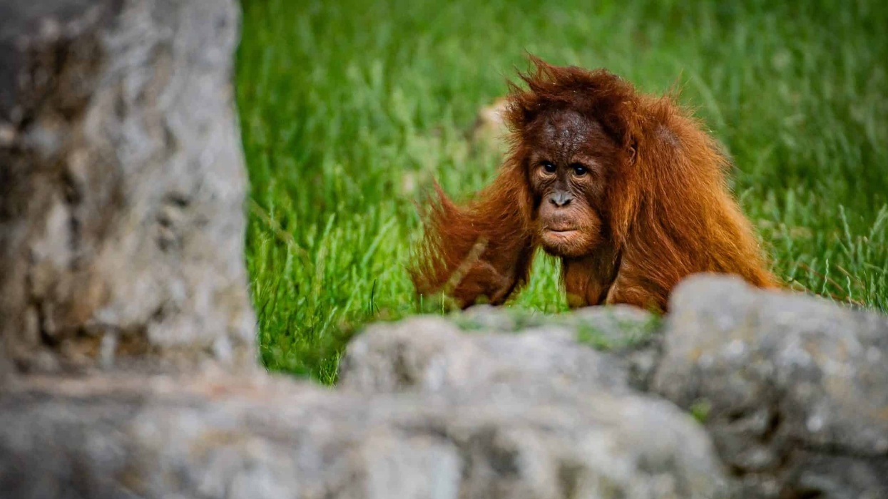 chester zoo orangutan