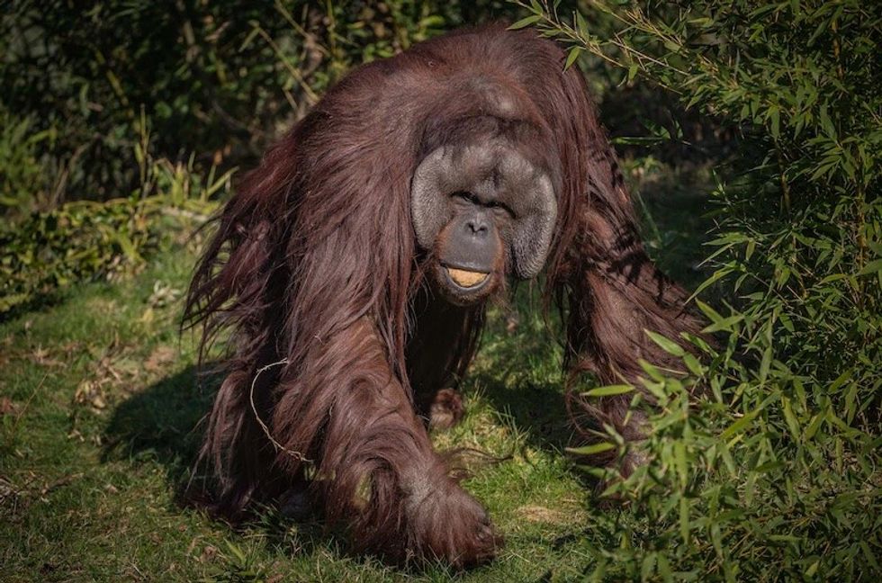 chester zoo orangutan