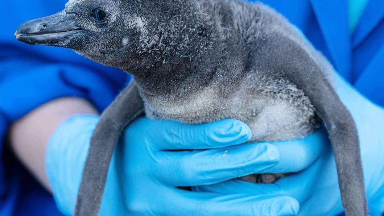 chester zoo penguin chick