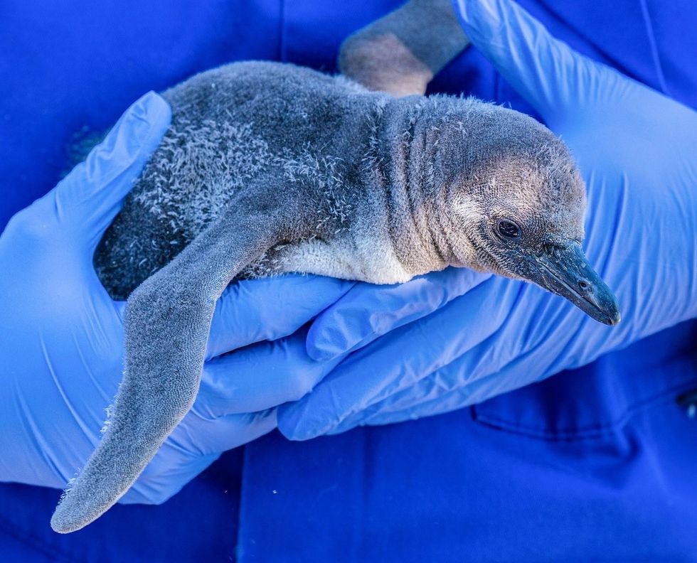 chester zoo penguin chick