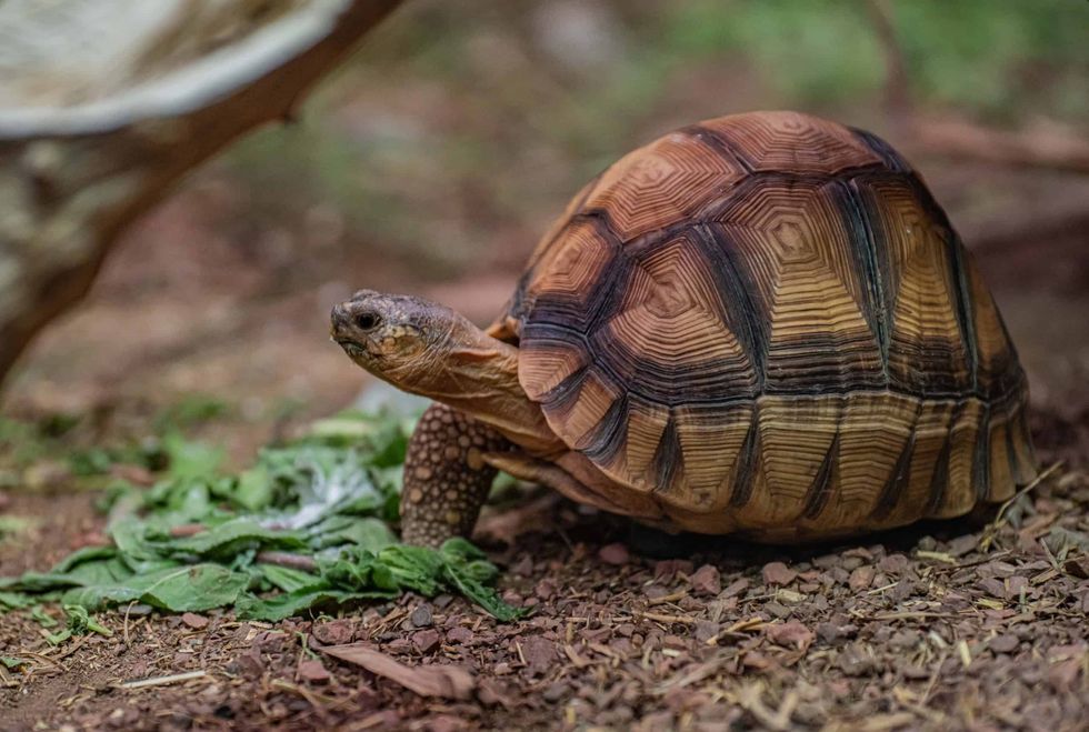 chester zoo ploughshare tortoise