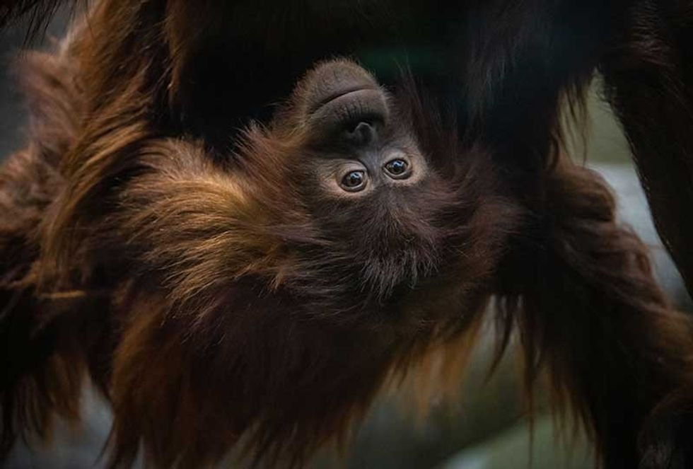 chester zoo recover from fire