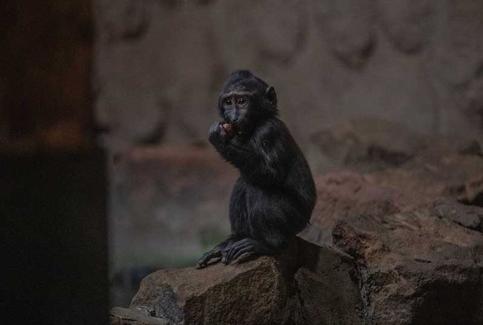 chester zoo recover from fire