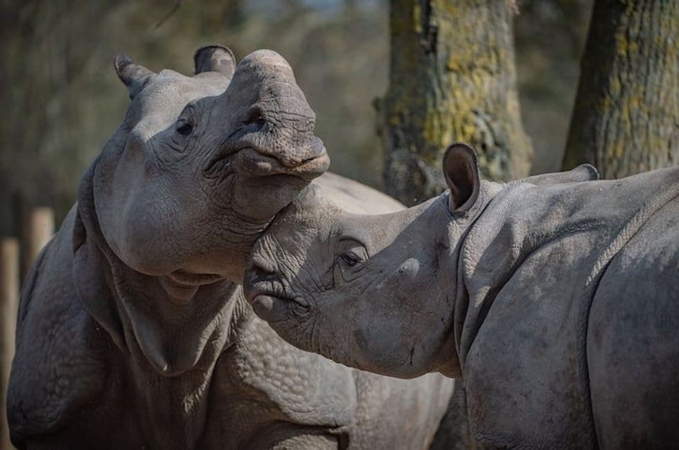 chester zoo reopening covid-19 outbreak