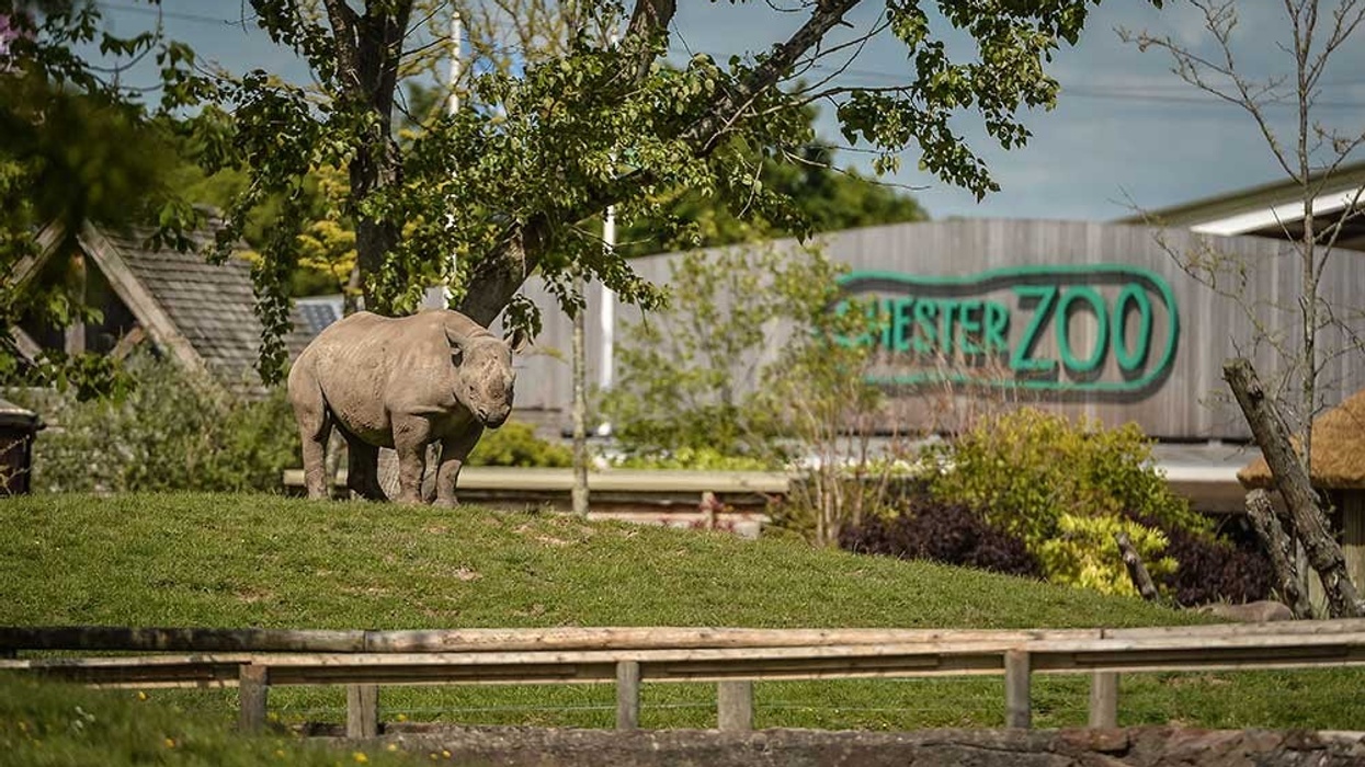 chester zoo rhino 2030 vision