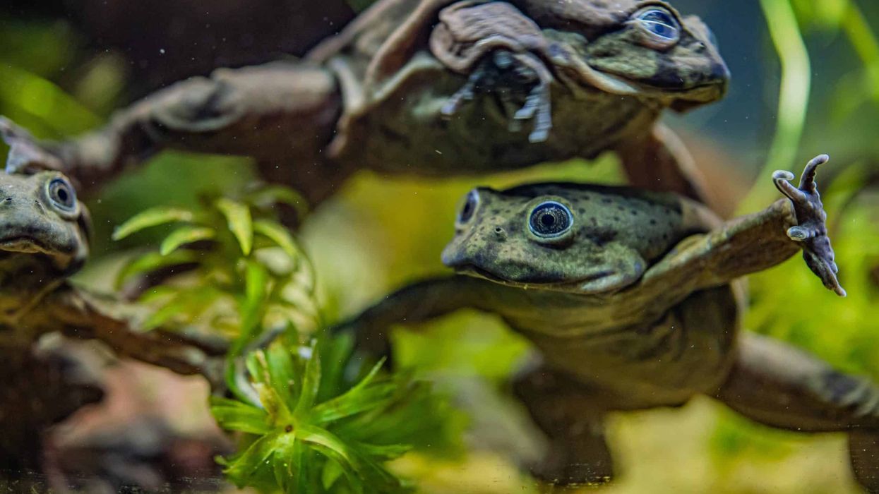 chester zoo scrotum frog