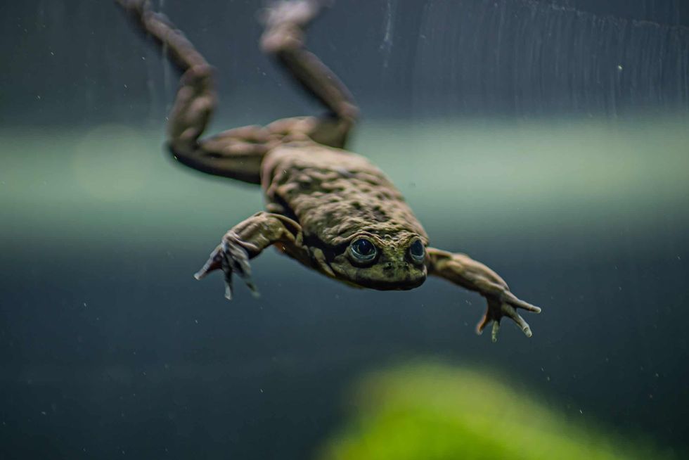 chester zoo scrotum frog