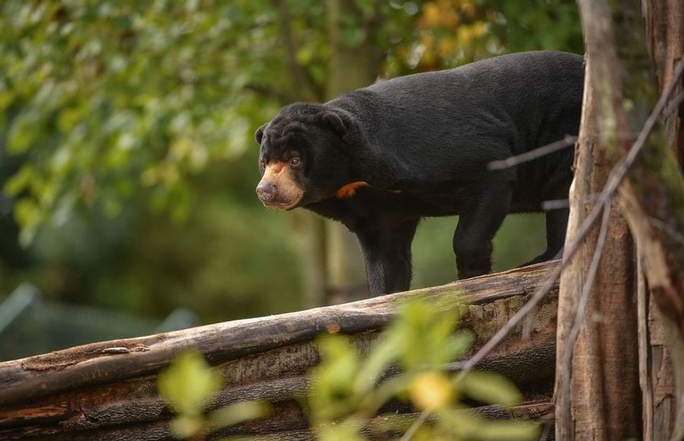Chester Zoo, Sun Bear