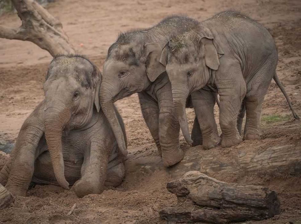 Chester Zoo, three elephants