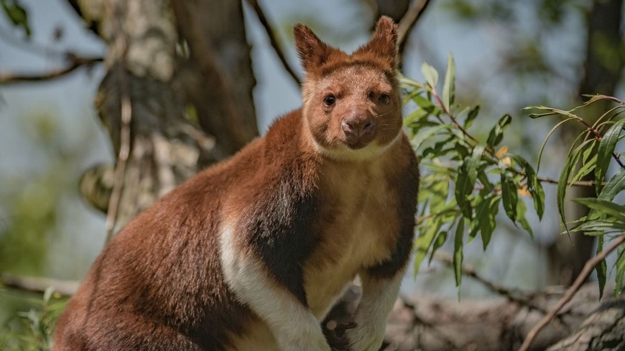 Chester Zoo Tree Kangaroo