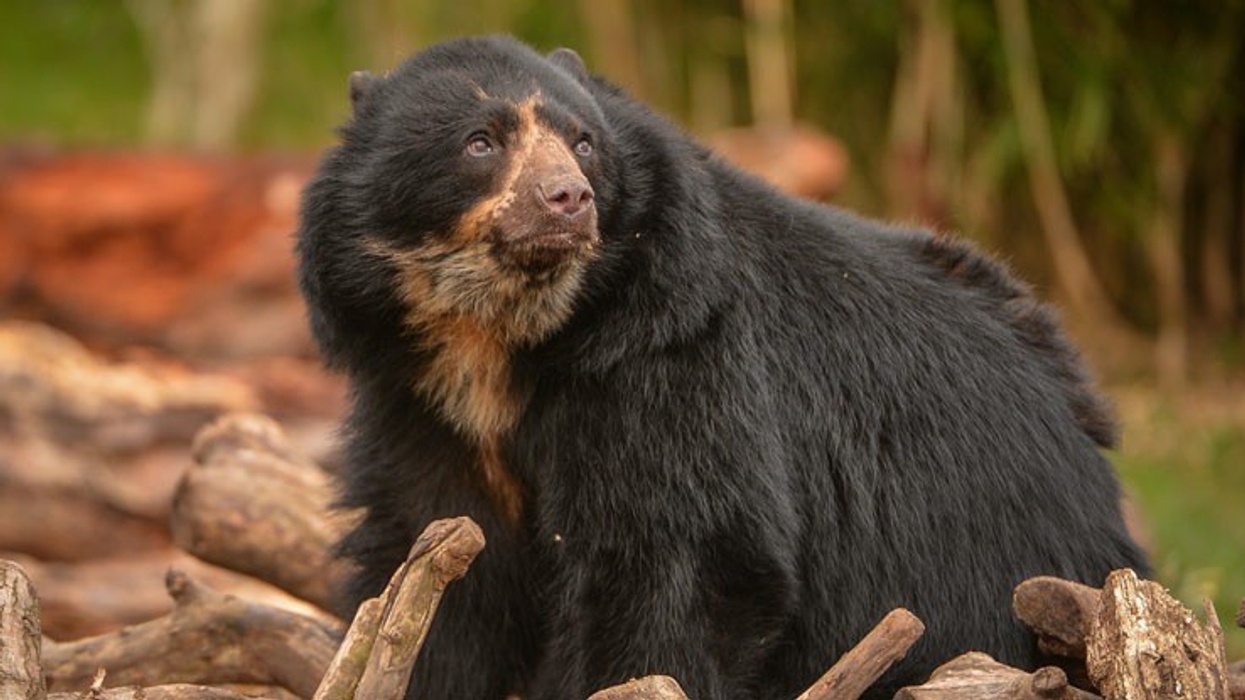 Chester Zoo WildCRU andean bear