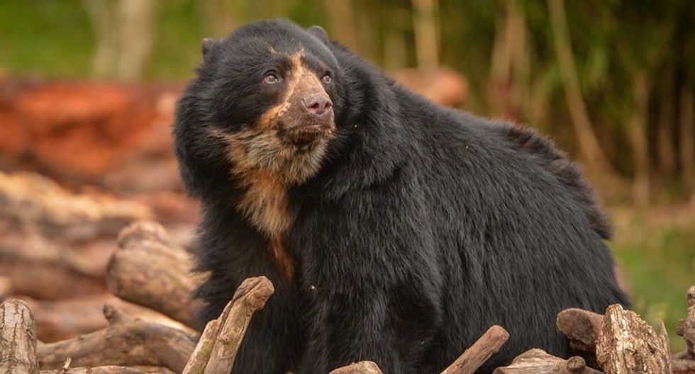 Chester Zoo WildCRU andean bear