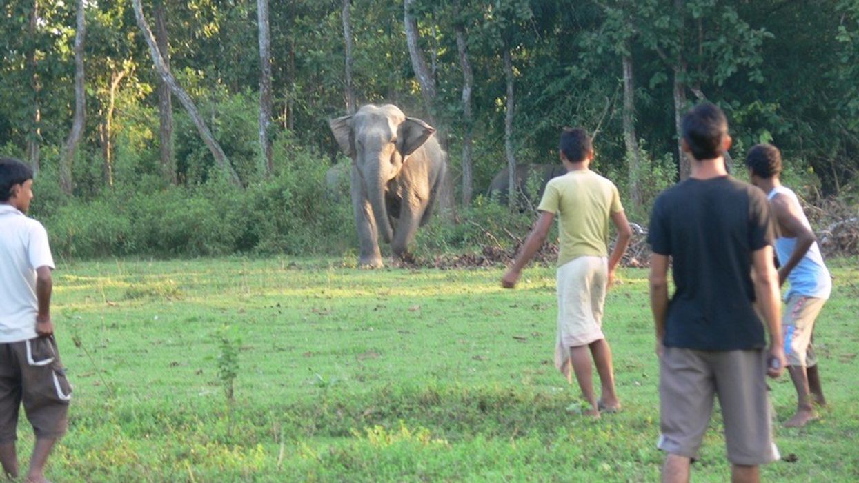 Chester Zoo WildCRU research