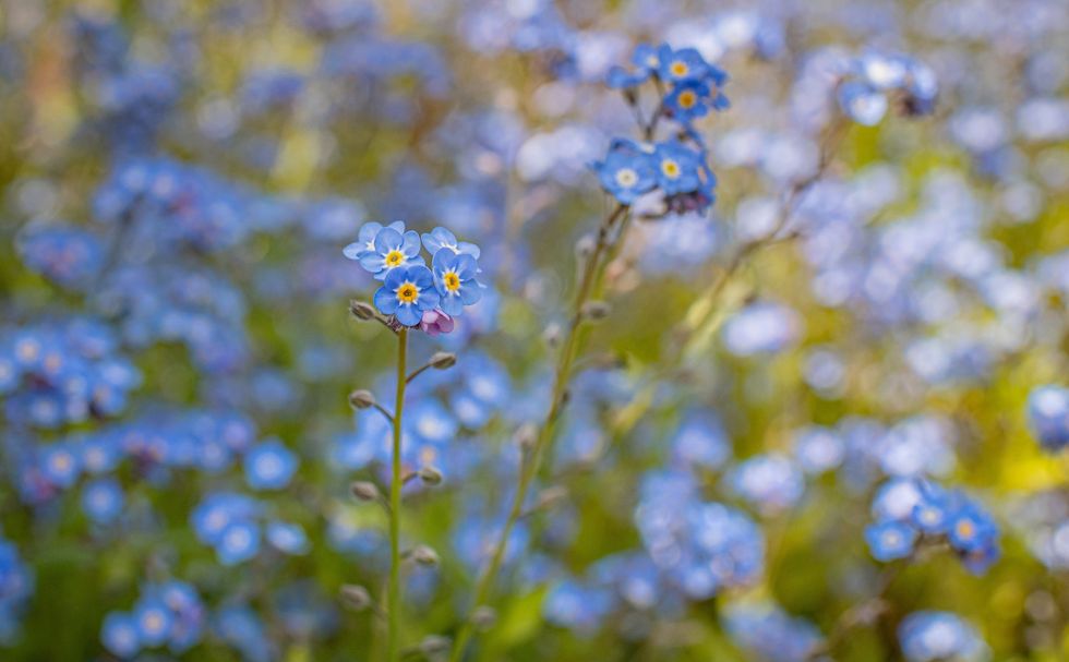 chester zoo wildflower