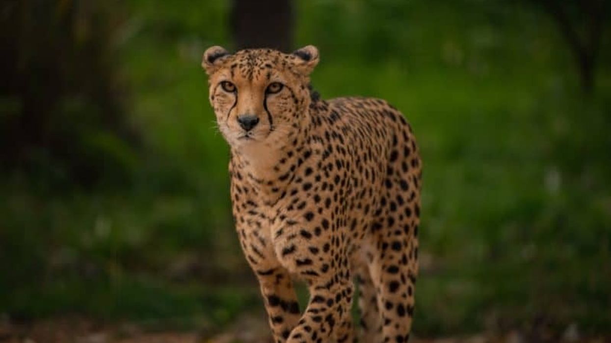 chester zoo
