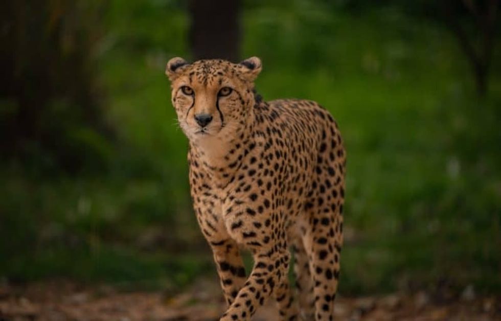 chester zoo