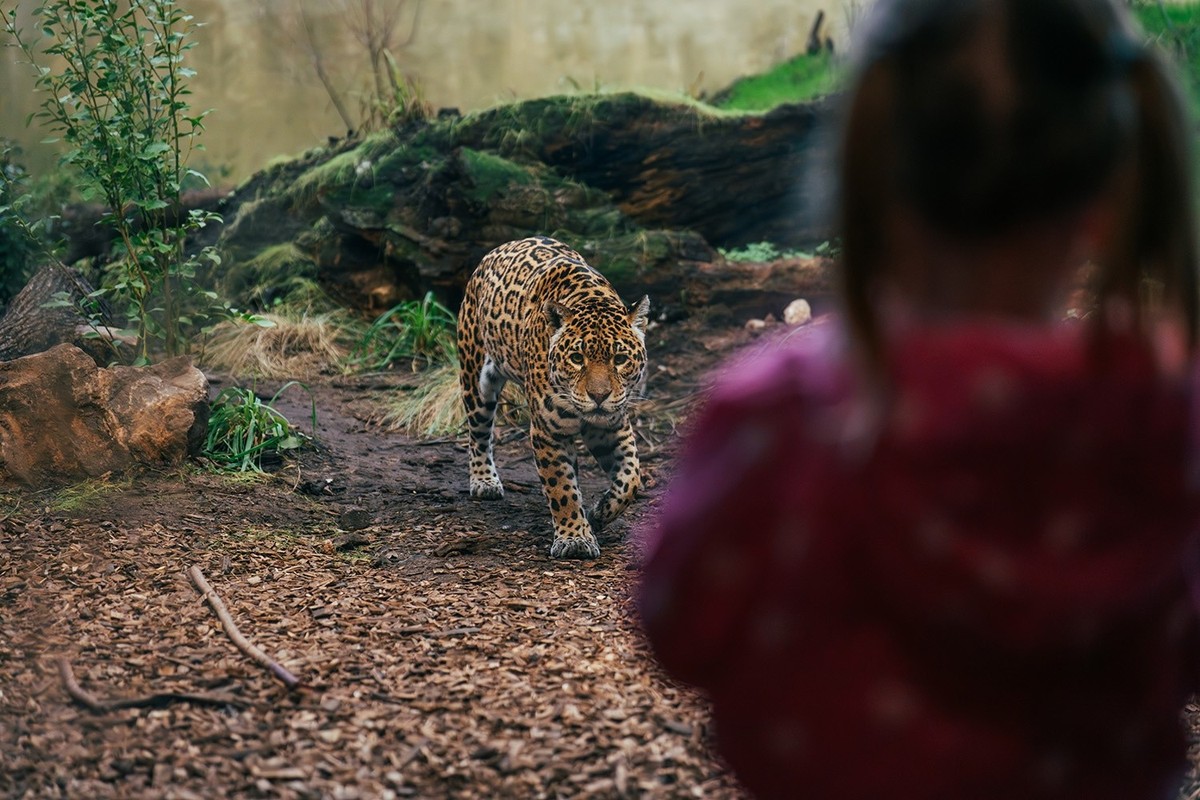 chester zoo