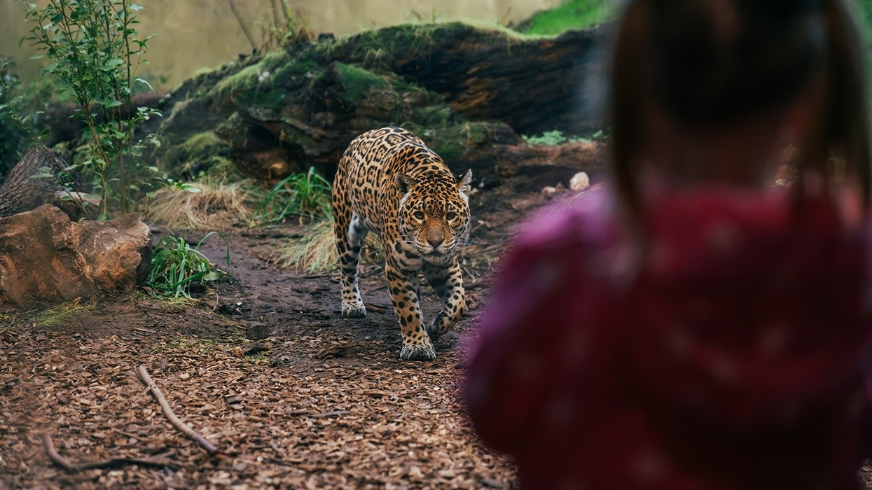 chester zoo