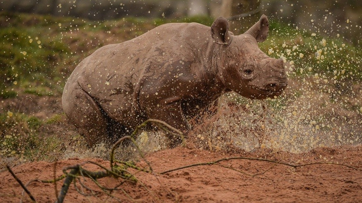 chester zoo