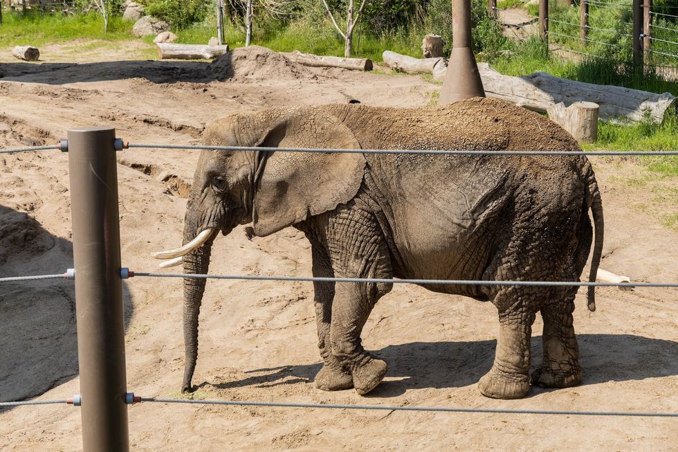 Cheyenne Mountain Zoo elephant