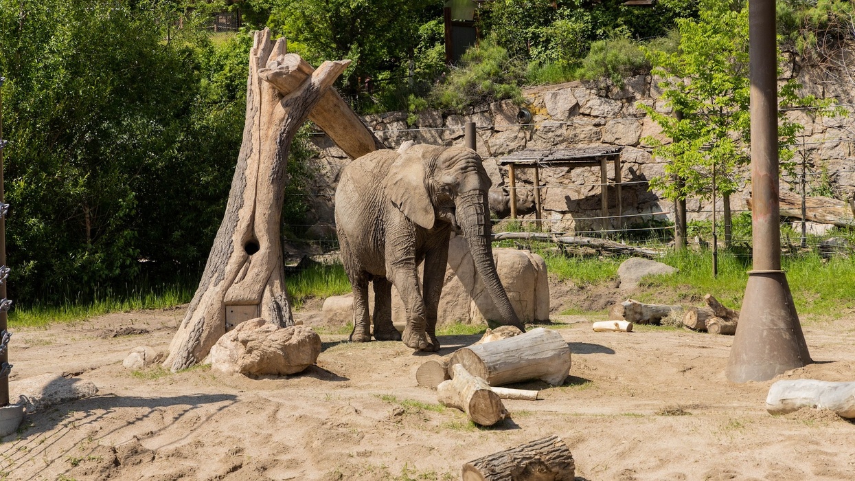 Cheyenne Mountain Zoo elephant