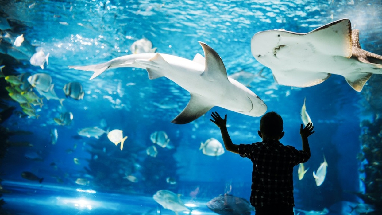 Child-at-aquarium-window