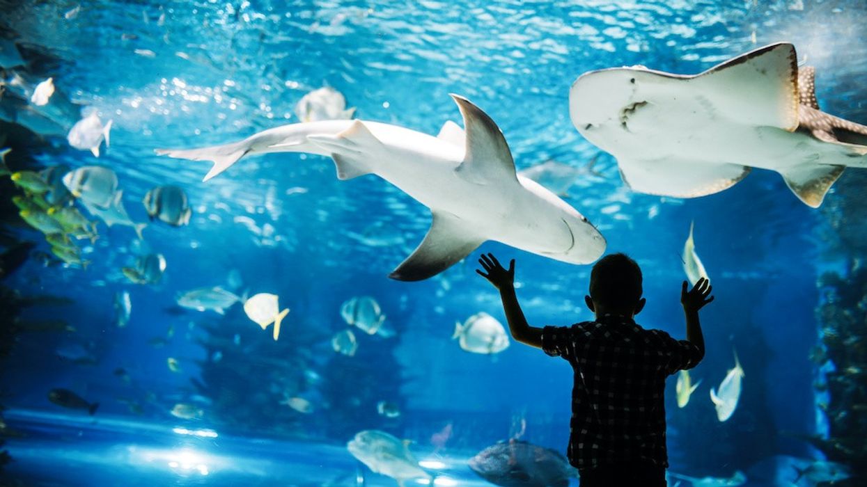 Child-at-aquarium-window