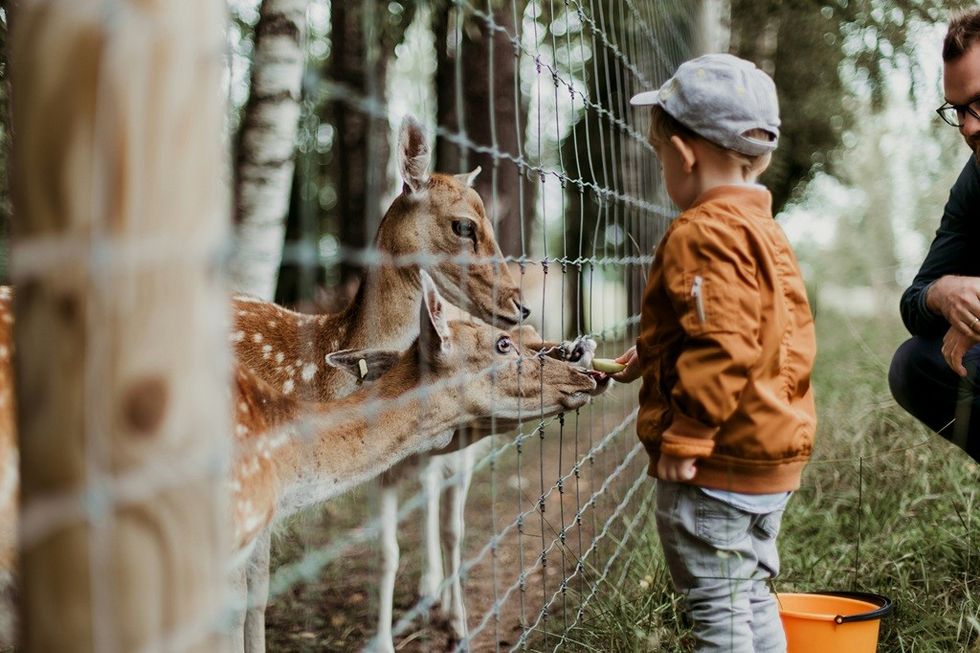 Child feeds deer through a fence in a wooded area, observed by an adult.