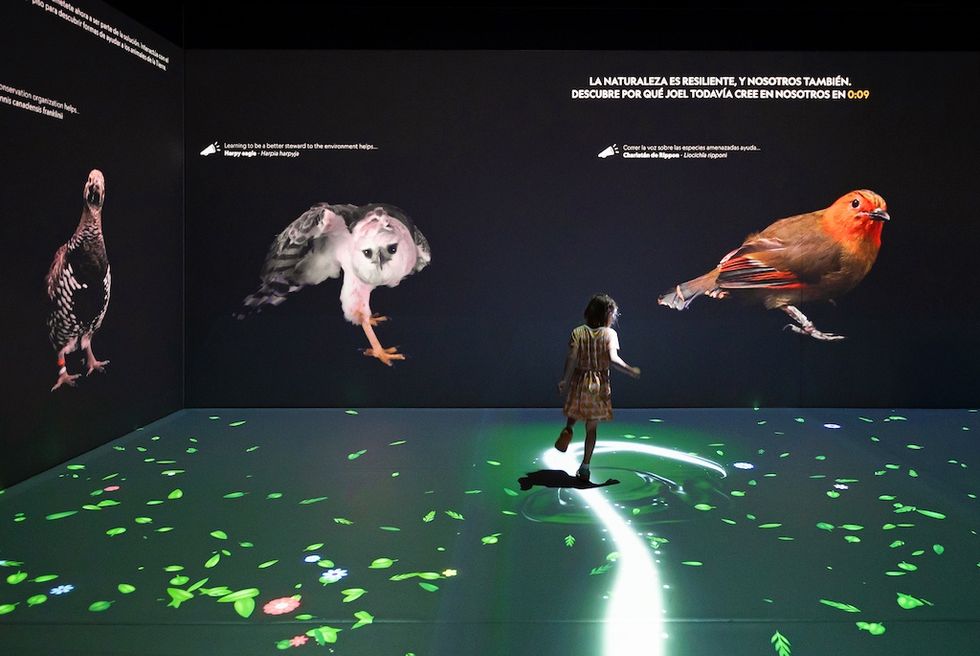 Child interacts with digital birds and leaves on a projected floor and wall display.
