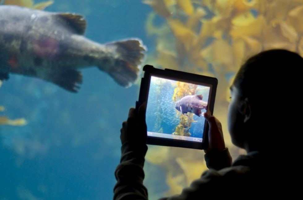 child learns about fish through an ipad at Monterey Bay Aquarium