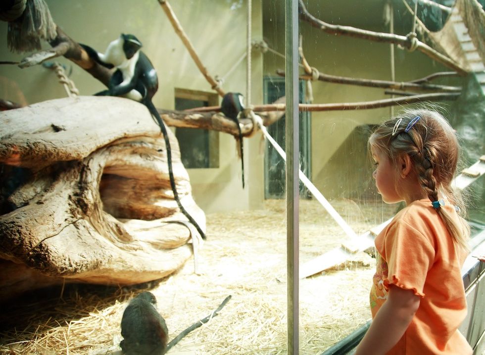 Child observing monkeys through a glass enclosure at a zoo.
