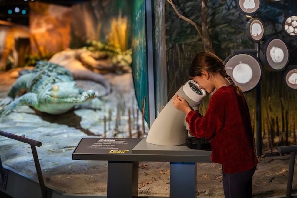 Child observing through a microscope at a museum with a crocodile exhibit in the background.