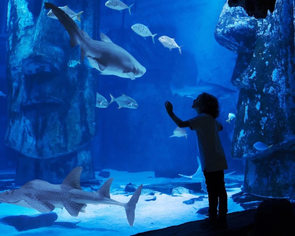 Child watching sharks and fish in large, blue aquarium with stone statues. London Aquarium