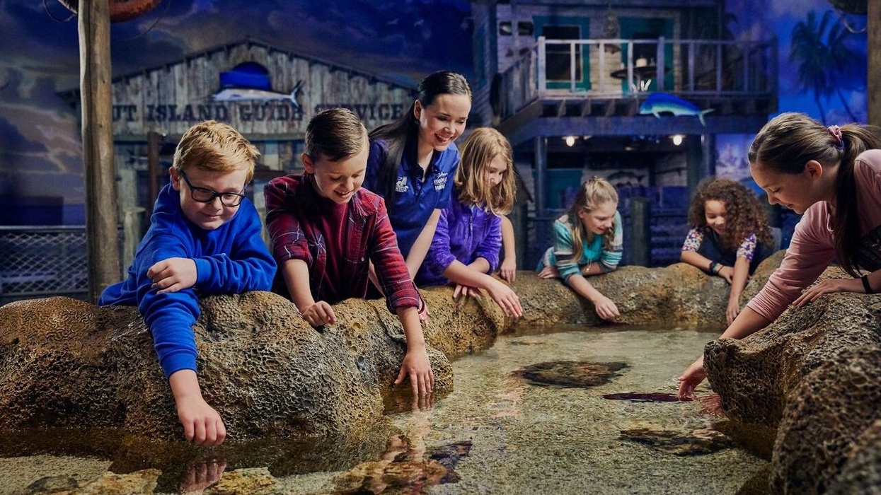 Children and adults touch sea creatures in an interactive aquarium exhibit.