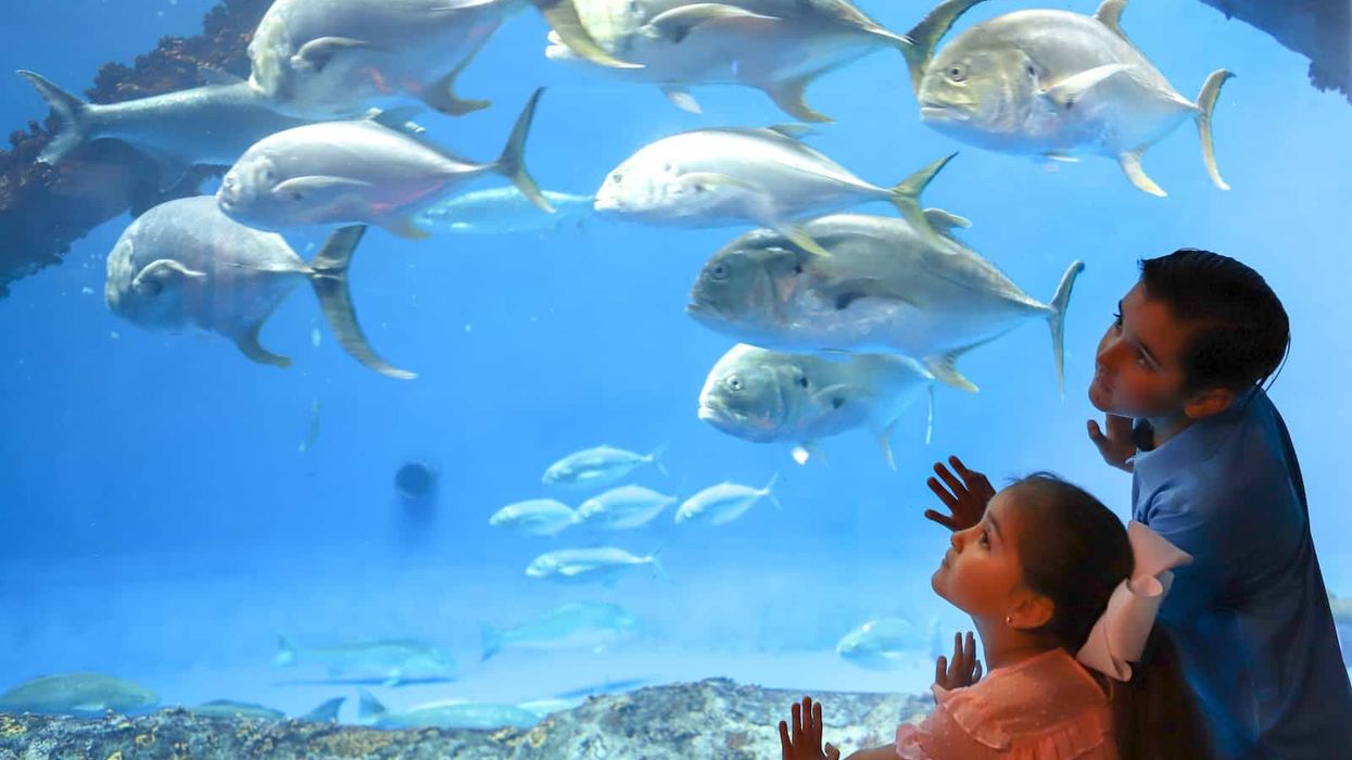 Children at Texas State Aquarium, one of the zoos and aquariums currently closed due to coronavirus