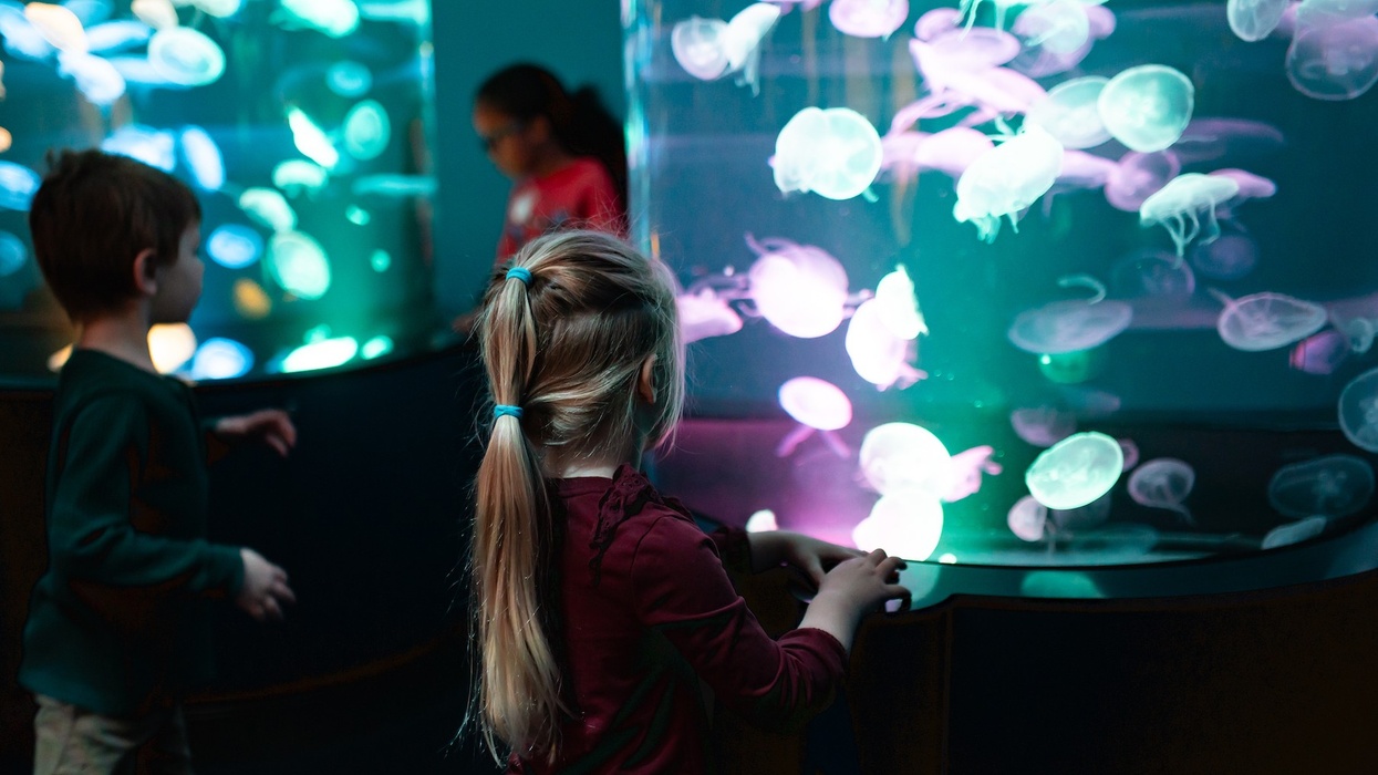 children look at brightly lit jellyfish at Virginia Aquarium
